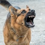 Comprendre l’aboiement d’un chien