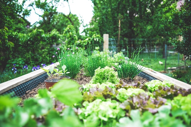 Jardinage urbain : cultiver des légumes frais dans un petit espace