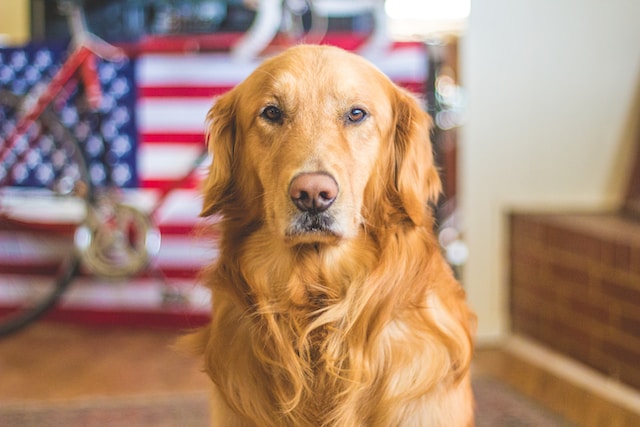 Actualités sur les animaux de compagnie : comment aider votre chien à gérer le stress des feux d’artifice ?