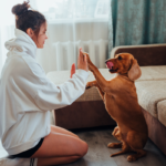 Garde de Chien à Domicile