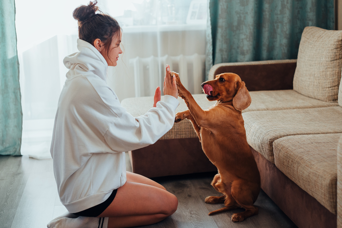 Garde de Chien à Domicile