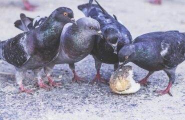 attirer les oiseaux