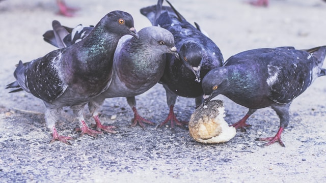 attirer les oiseaux