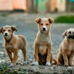 chien de petite taille