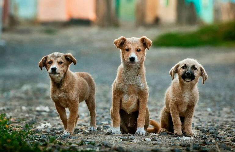 chien de petite taille