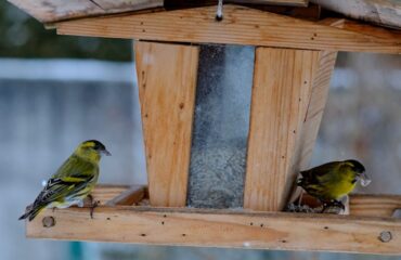 soins pour canari