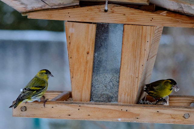 Prendre soin de votre canari : conseils essentiels