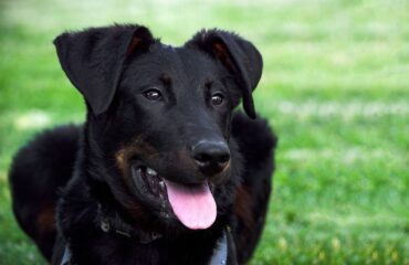 jardin sécurisé pour votre chien