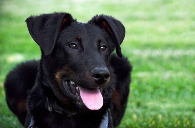 jardin sécurisé pour votre chien